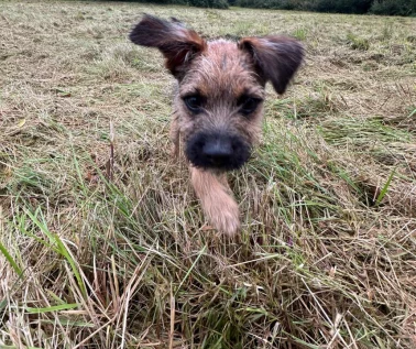 A friendly dog sitting contentedly, representing warmth and care, values at the heart of Lynne Griffiths Wellbeing Therapy.