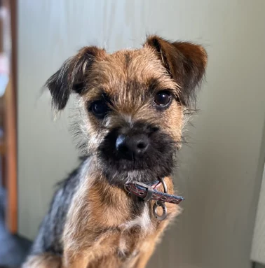 A friendly dog sitting contentedly, representing warmth and care, values at the heart of Lynne Griffiths Wellbeing Therapy.